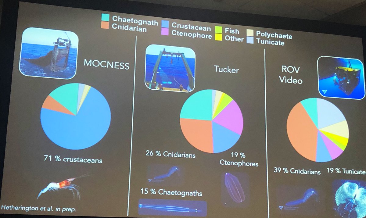 planktomancer's tweet image. Breathtaking talk by @lizheth_sd on the role of #siphonophores in open ocean #foodwebs ! The sampling method matters when piecing together community composition #SiphWEB #OSM20