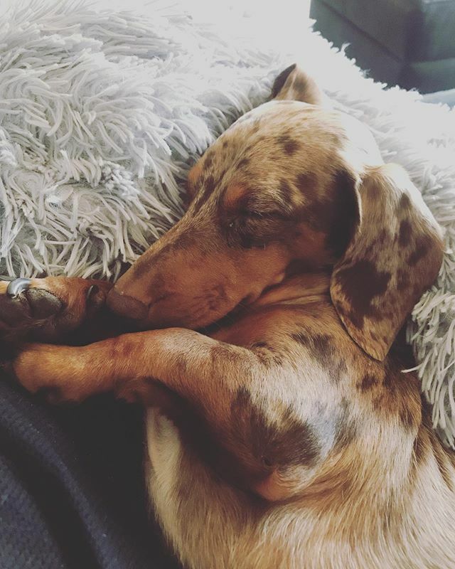 ltlovesdogs's tweet photo. I have the cutest assistant ever... #dachshund https://t.co/tSQPZGqRwW