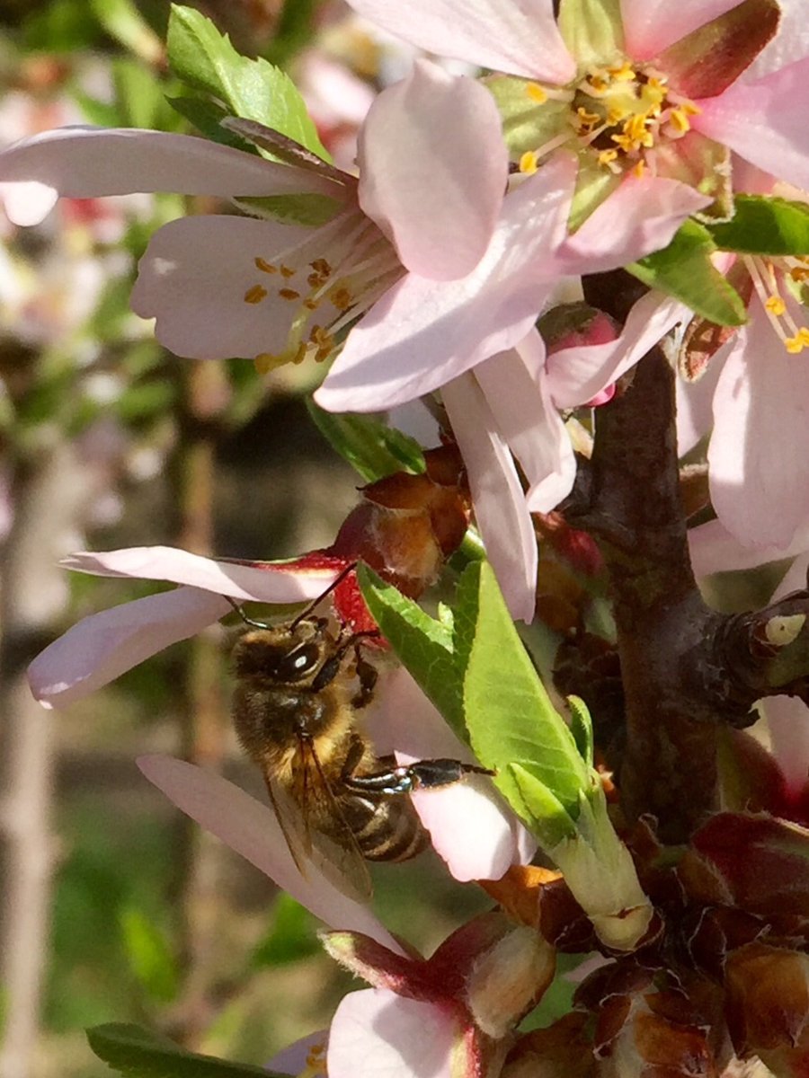 olivarejo's tweet image. Empezamos a usar y disfrutar la magnífica obra sobre nuestras abejas 🐝 (casi 100 especies). @TundraEdiciones ,  ayer sobre los Almendros del Olivarejo