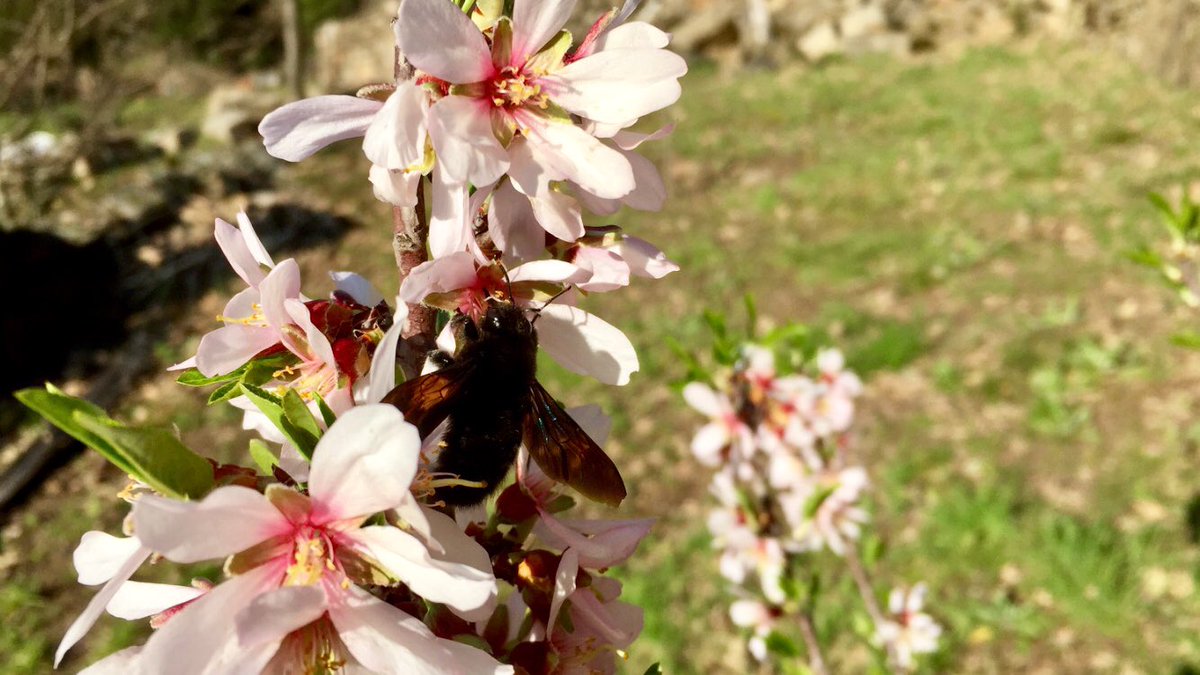 olivarejo's tweet image. Empezamos a usar y disfrutar la magnífica obra sobre nuestras abejas 🐝 (casi 100 especies). @TundraEdiciones ,  ayer sobre los Almendros del Olivarejo
