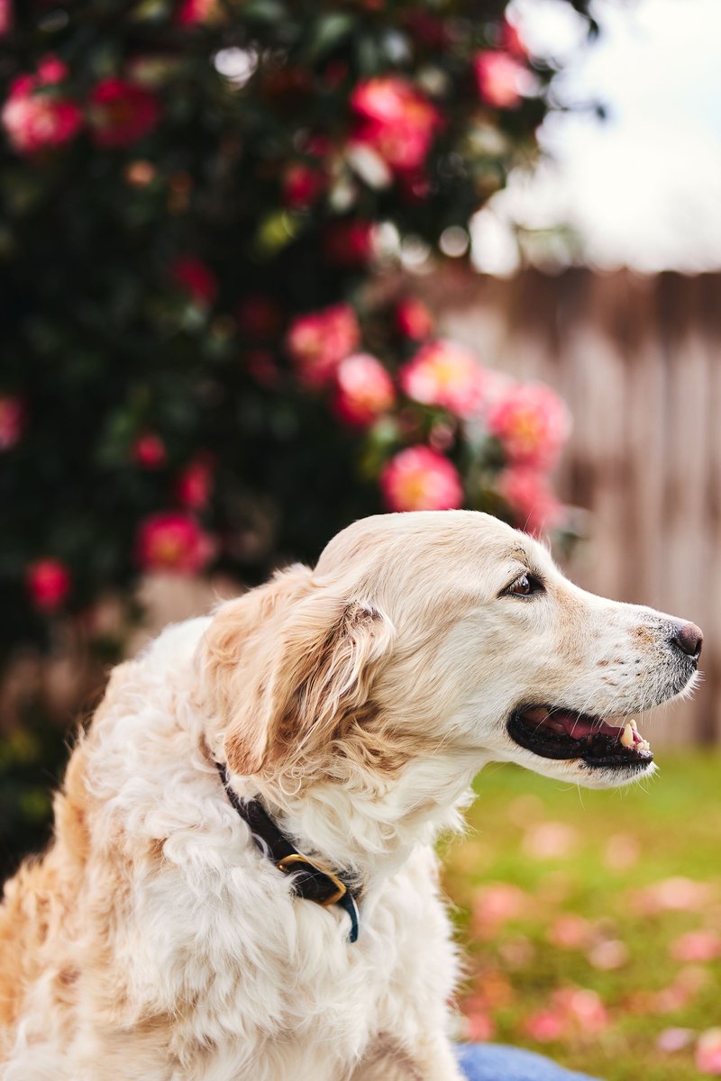 MaxFlugrath's tweet photo. Anyone who knows me, knows how much my dog Maddie means to me.

On Thursday I learned she had end-stage cancer, multiple myeloma. On Friday, I had to put Maddie to rest. We did it in my backyard, her favorite place.

I held her as it happened—reminding her of how loved she was 💙 https://t.co/fDp26Xyx4n