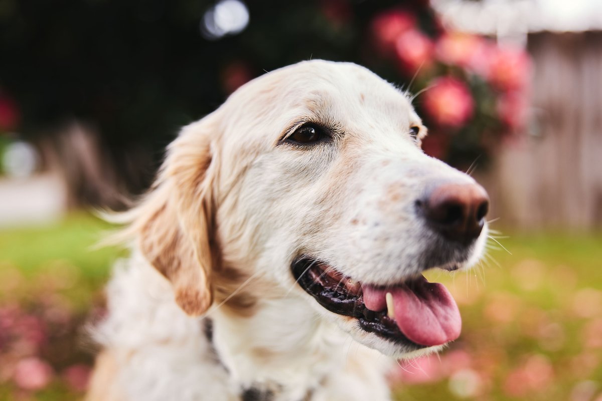 MaxFlugrath's tweet photo. Anyone who knows me, knows how much my dog Maddie means to me.

On Thursday I learned she had end-stage cancer, multiple myeloma. On Friday, I had to put Maddie to rest. We did it in my backyard, her favorite place.

I held her as it happened—reminding her of how loved she was 💙 https://t.co/fDp26Xyx4n
