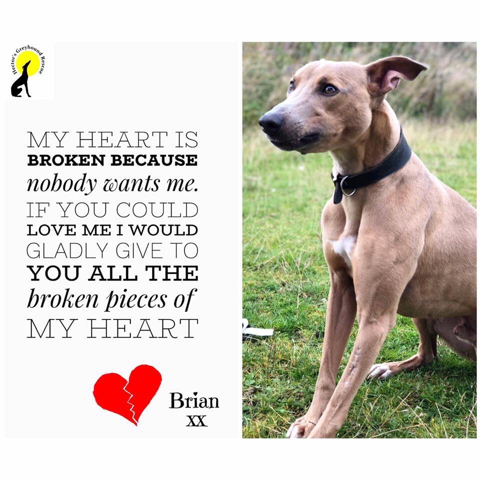 Can you please spare a retweet for this poor darling of a pup his hearts broken someone must want him @hectorsgrescue #Wales #helpme #Shropshire #northwalestweets #NorthWales #Cheshire #TeamZay #k9hour #Chester #RESCUE #Shrewsbury @CheshireLive #dogsoftwitter #dogstagram #pets