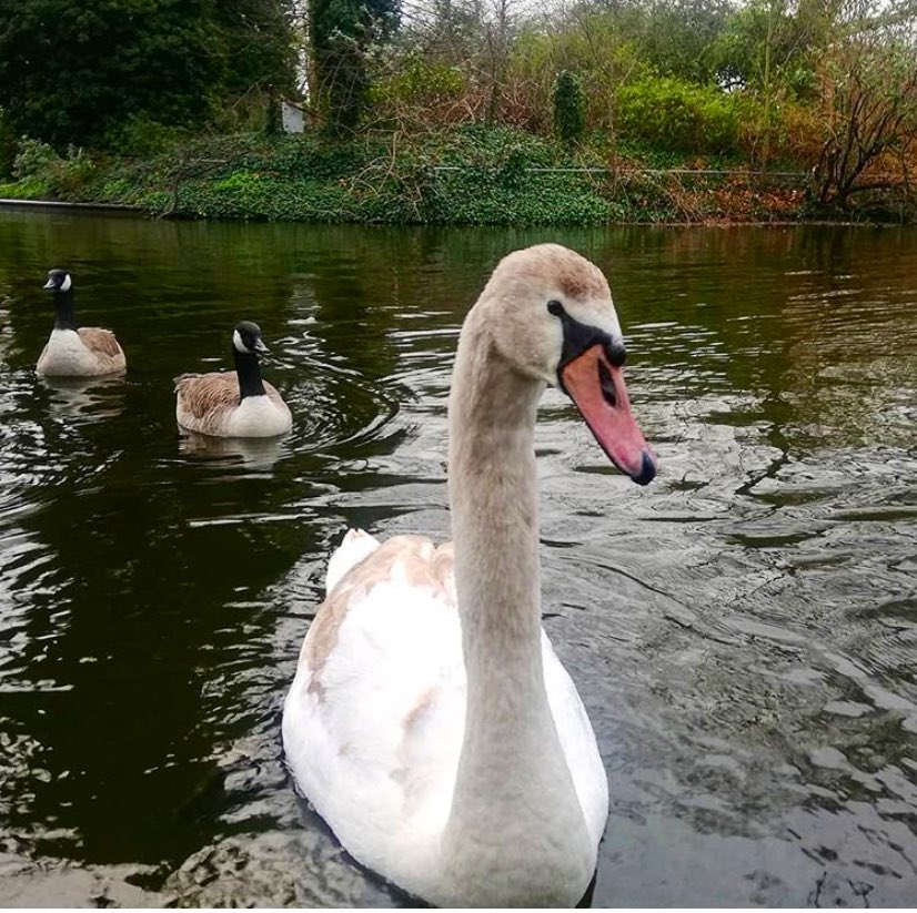 OldFriendsSPark's tweet image. Strike a Pose #swanlife #SouthwarkPark 🦢🦢🦢🦢