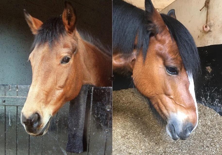 carol199's tweet photo. I do like a bay mare π₯° My previous horse Cindy and my current pony Roxy... #BayMares #BeautifulGirls #Cuties #IrishSportsHorse #FatCob #SoftEyes #Love https://t.co/6hl9xsR29Y