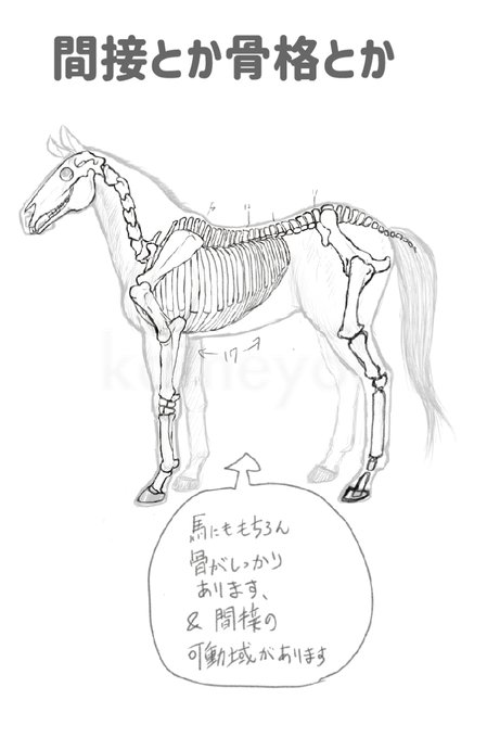 かめよん さん がハッシュタグ 模様生物イラスト をつけたツイート一覧 1 Whotwi グラフィカルtwitter分析