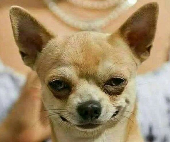 DeejayBrizo's tweet photo. Today I was bored, I saw an ant in the kitchen.
So I placed few sugar cubes in front of her, she had some and went to tell her friend.

So I quickly hid the sugar cubes because I wanted them to think she is a liar! 😂😂😂 https://t.co/4f1f0JDuNj
