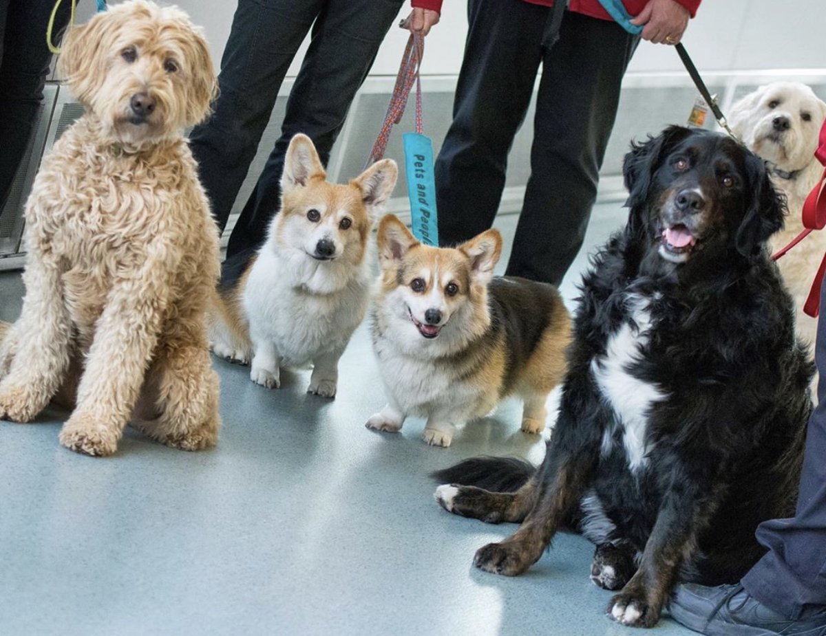 vaneairportmag's tweet photo. Always 10/10 service by @ylwkelowna's therapy dogs. 😁
#airporttheraphydogs #ambassadogs #dogsfylw #ywlairport
Photo Credits: ylwkelowna via Instagram https://t.co/EgvnX0gGiG