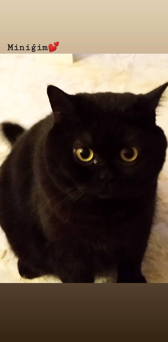 Evlat!!❤️ #DünyaKedilerGünü