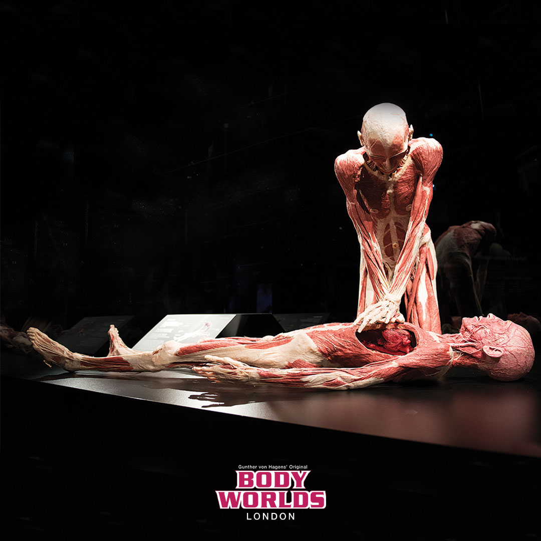 Body Worlds London tweet media