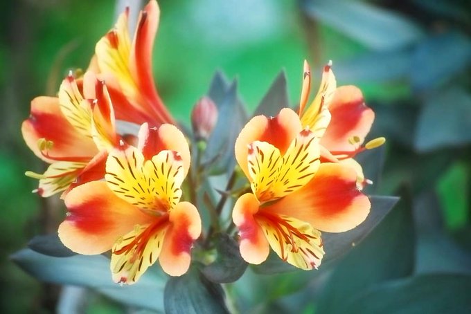 誕生花のtwitterイラスト検索結果 古い順