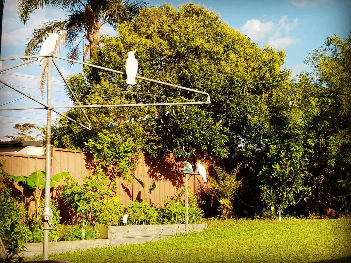 aheadfullofasmr's tweet photo. Morning breakfast with some friends.. #aussie #cockatoos #calm #breakfaatwiththebirds #asmr #morningnoises #ASMR #backyard https://t.co/dcFs4m4pEZ