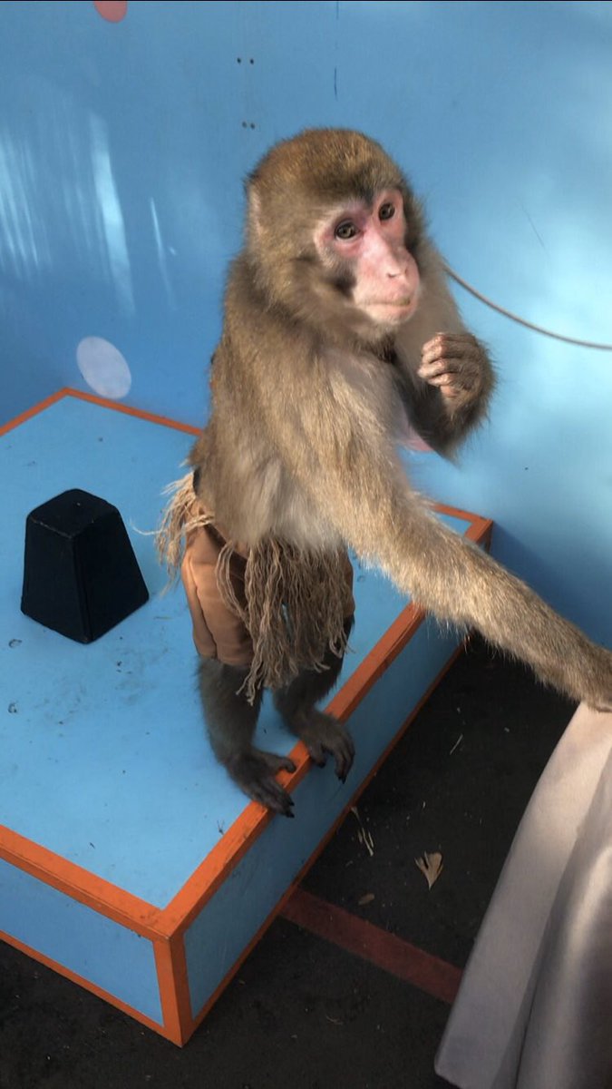 taeko_14's tweet image. チビ次郎くん🐵

そんな目で見つめられたら、、、あげちゃうでしょ♡

ショーの後は、これがたまらないね🐒✨

#日光さる軍団 
#パイレーツオブモンキー 
#monkeypark