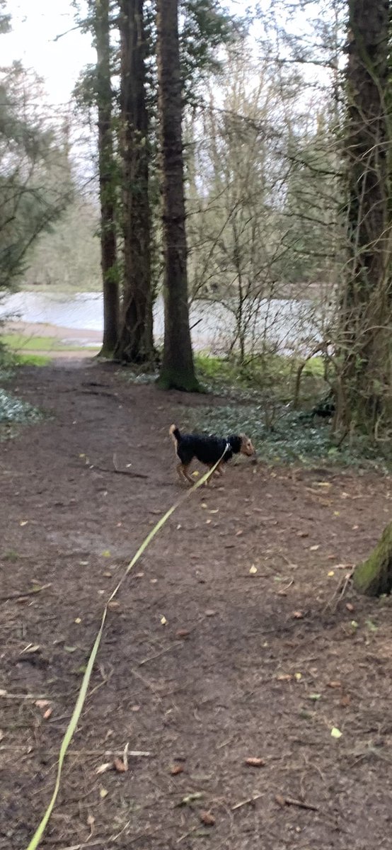 Got 20 miles in altogether over the weekend but it was so wet &amp; windy I didn’t get any shots.  Took Lily (my dog) to Hardwick Park on Sunday &amp; she ran all the hills 😳lol with me on the end of the leash.  My dog really loves running hills for some reason. She’s a great coach 🏃‍♀️🦮