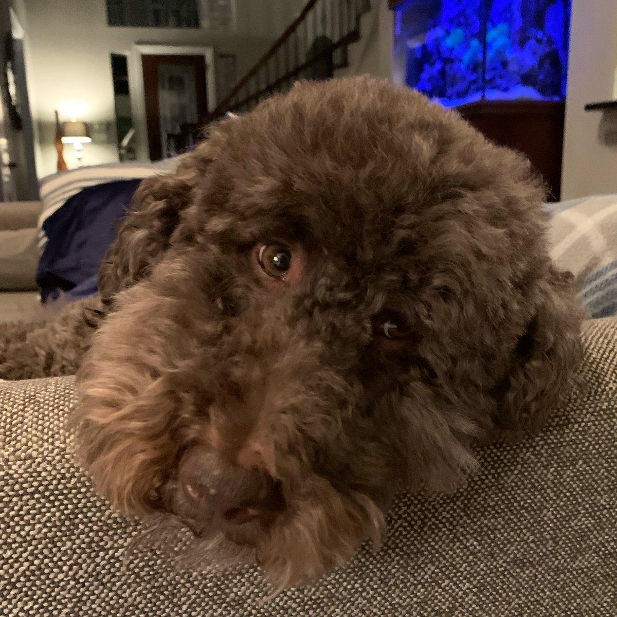 LostInAlabama2's tweet photo. @Mike2020 #DogsFurMike Share pics of your pooch. https://t.co/eiwUSmR9iy