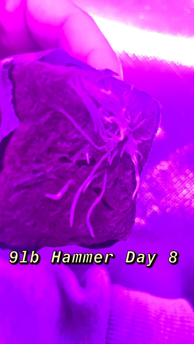 sunnysideupokc's tweet photo. This 9lb hammer a grower! Sheesh #jinxproof #jinxproofgenetics #jinxproofdankbank #hydroponics https://t.co/BUvpTUgsOU