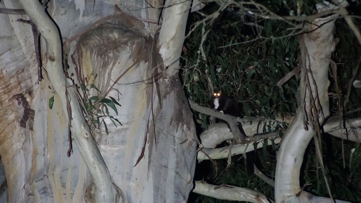 ForestCVic's tweet photo. This ancient Grey Gum once provided critical habitat for threatened species, now off to the paper mill. Disgraceful this is still happening in 2020. Please contact @DanielAndrewsMP (03) 9651 5000 or join the rally @ midday on the steps of #Parliament today. #ProtectTheUnburnt https://t.co/rVHAY4KbcY