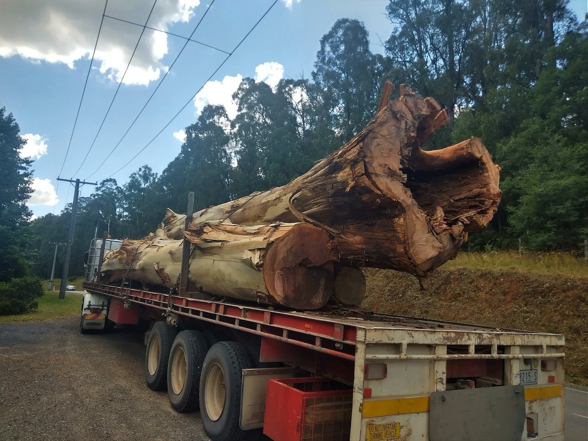 ForestCVic's tweet photo. This ancient Grey Gum once provided critical habitat for threatened species, now off to the paper mill. Disgraceful this is still happening in 2020. Please contact @DanielAndrewsMP (03) 9651 5000 or join the rally @ midday on the steps of #Parliament today. #ProtectTheUnburnt https://t.co/rVHAY4KbcY
