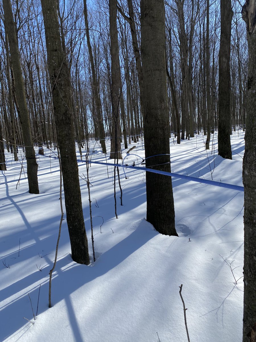 ChickenLittleF2's tweet photo. Nice day in the bush tapping some trees https://t.co/yslamj5RCF
