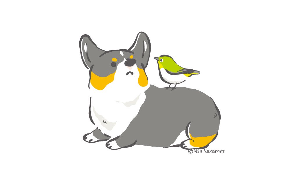 サカモトリエ イラストレーター メジロのお話を聞くコーギー Corgi コーギー メジロ イラスト T Co 9o4vtrg6ne Twitter