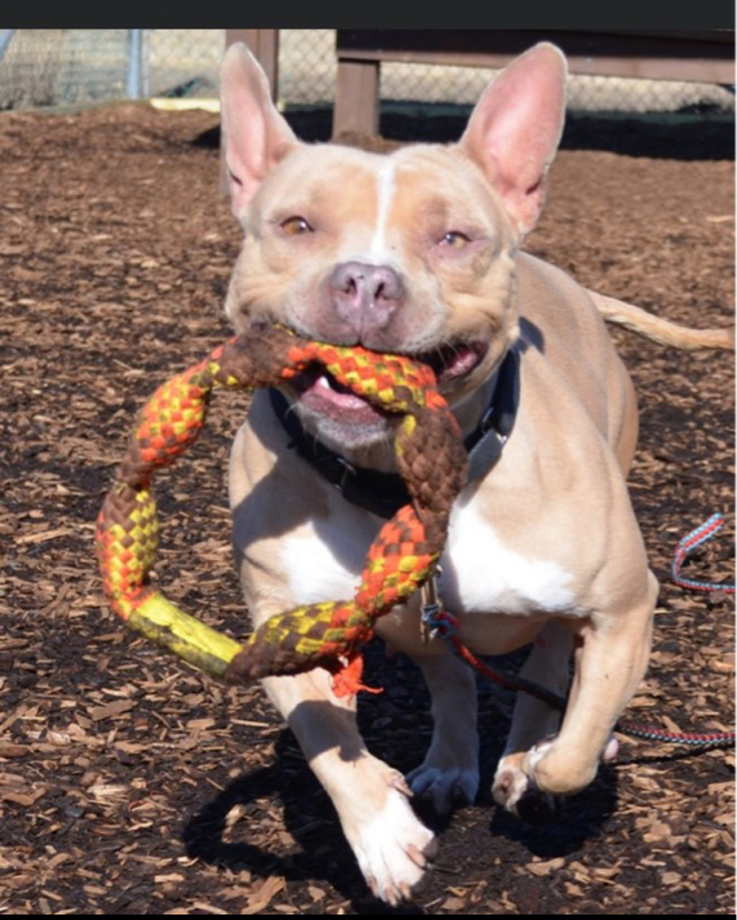 phillybullyteam's tweet photo. Ellie is about 2 years old. She’s dog and kid friendly! https://t.co/0ckx9hxz3z