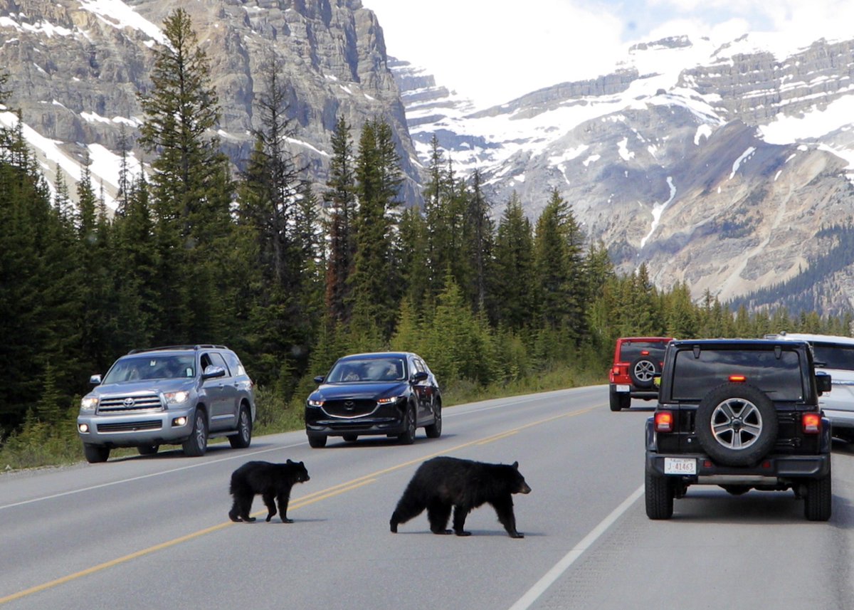 “We just want to cross the road, thank you for waiting!” 🐻

"우리는 그저 길을 건너고 싶습니다, 기다려주셔서 고맙습니다!"​ 🐻

#livetheadventure #discovercanadatours #산