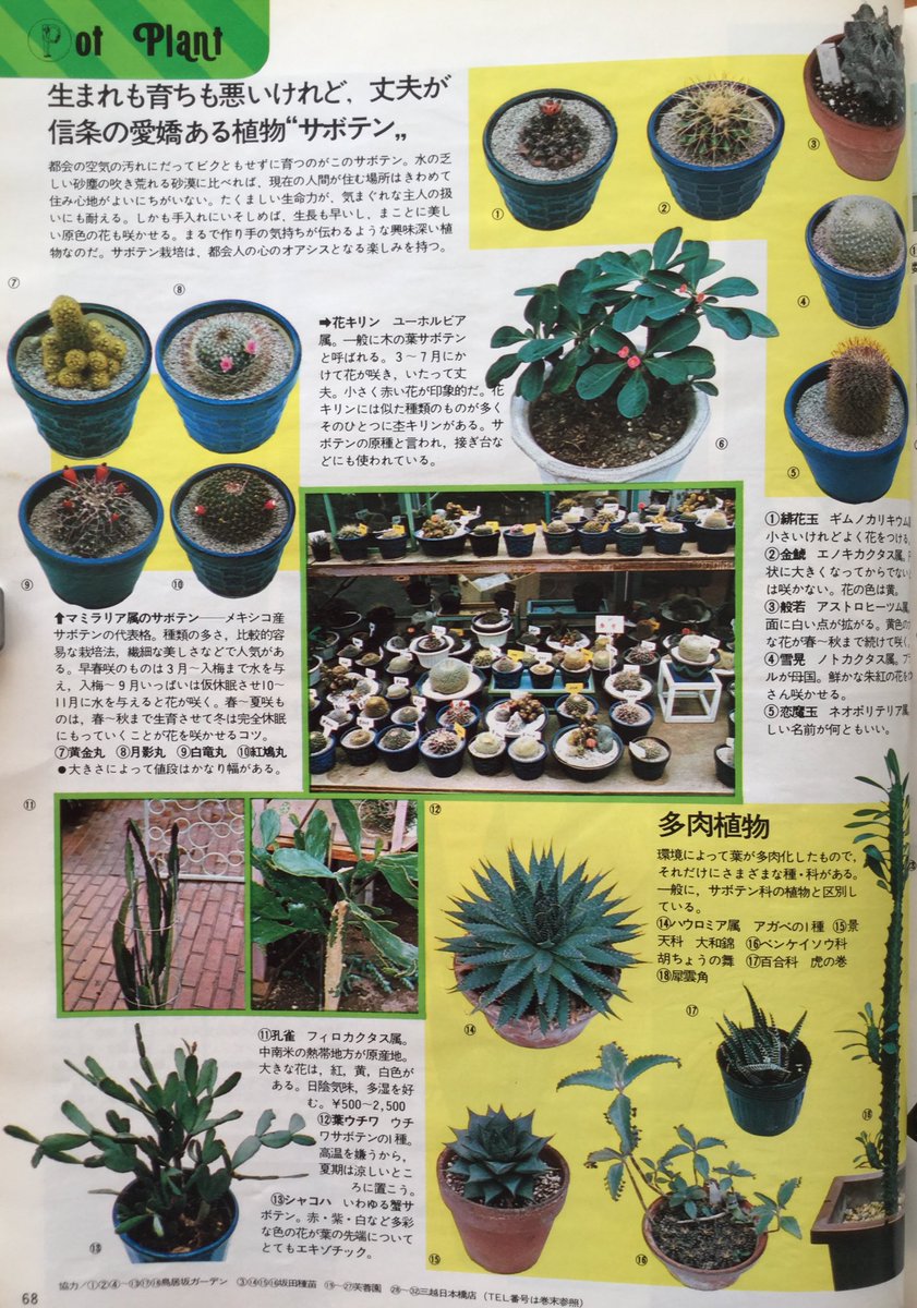 雑貨奥様 Pa Twitter 昭和51年 報知グラフ別冊 の ものおき小屋 より 観葉植物 サボテン です 当時からみたら 多肉植物 がこんなに人気になるとは思わなかったでしょうね 昭和レトロ ガーデニング