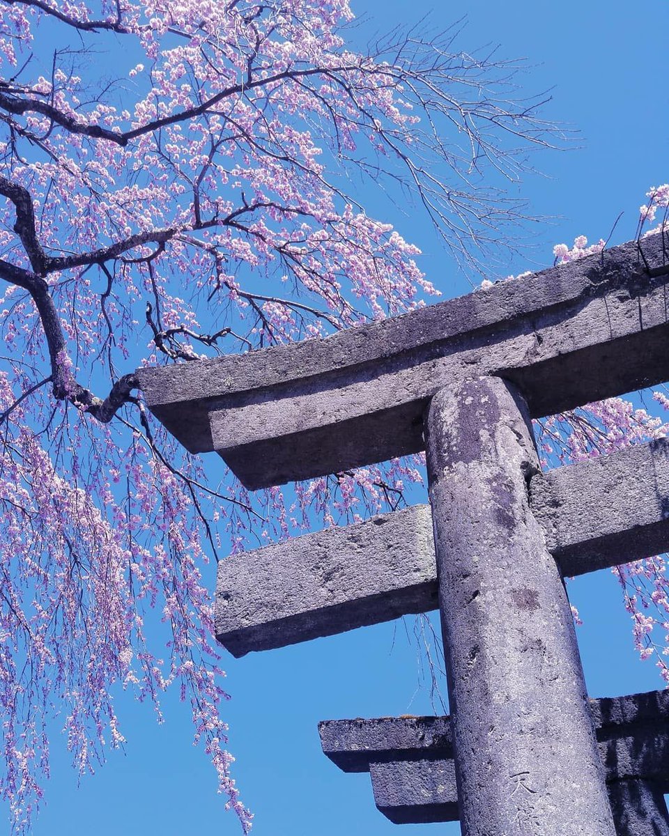 JapansWonders's tweet photo. Repost: discove_rin https://t.co/H09NOVjmh2

#Japan #日本 #Nikko #日光 #桜 #さくら #Sakura #CherryBlossom #AestheticJapan #JapanBeauty #BeautyJapan #JapanWonder #JapanTravel #TravelJapan #JapanCulture #JapanLovers #JapanLover #JapanLandscape https://t.co/eUtChRdo5F