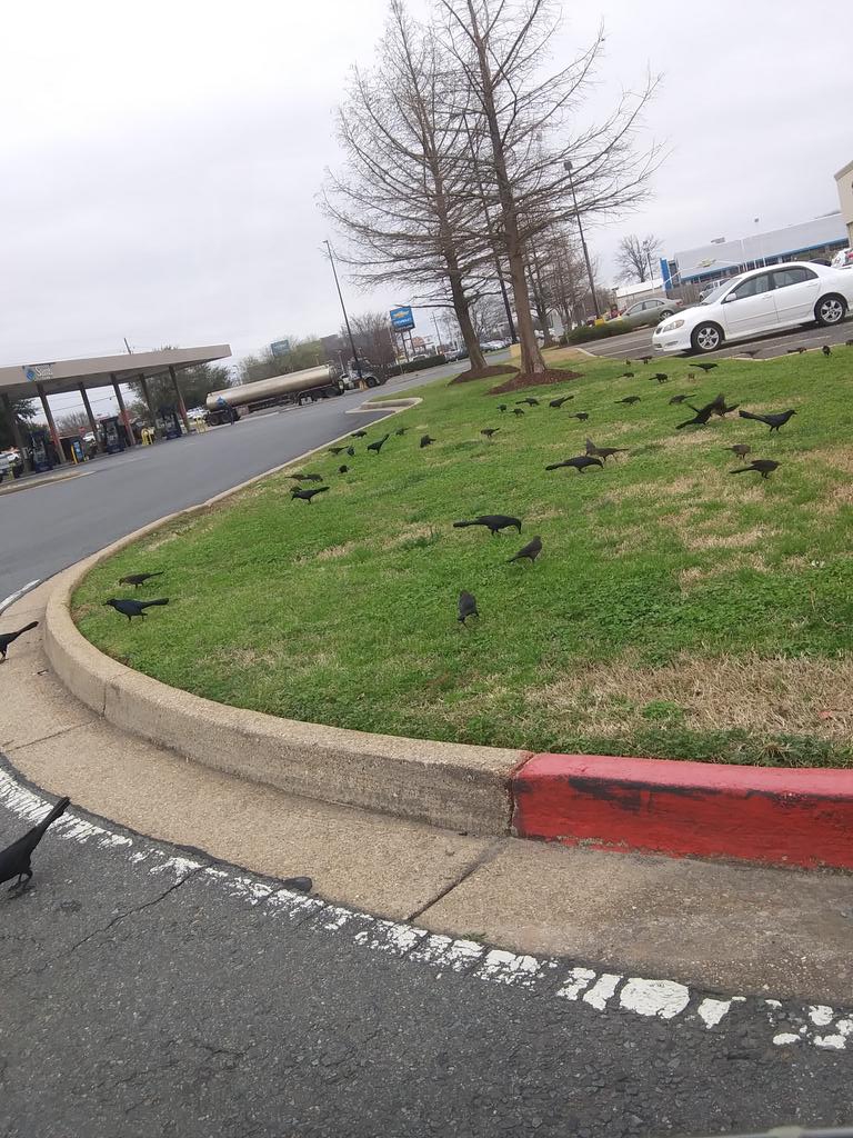 Atnd501's tweet photo. Look at all these chickens 🐔 https://t.co/xkGGDONIuh