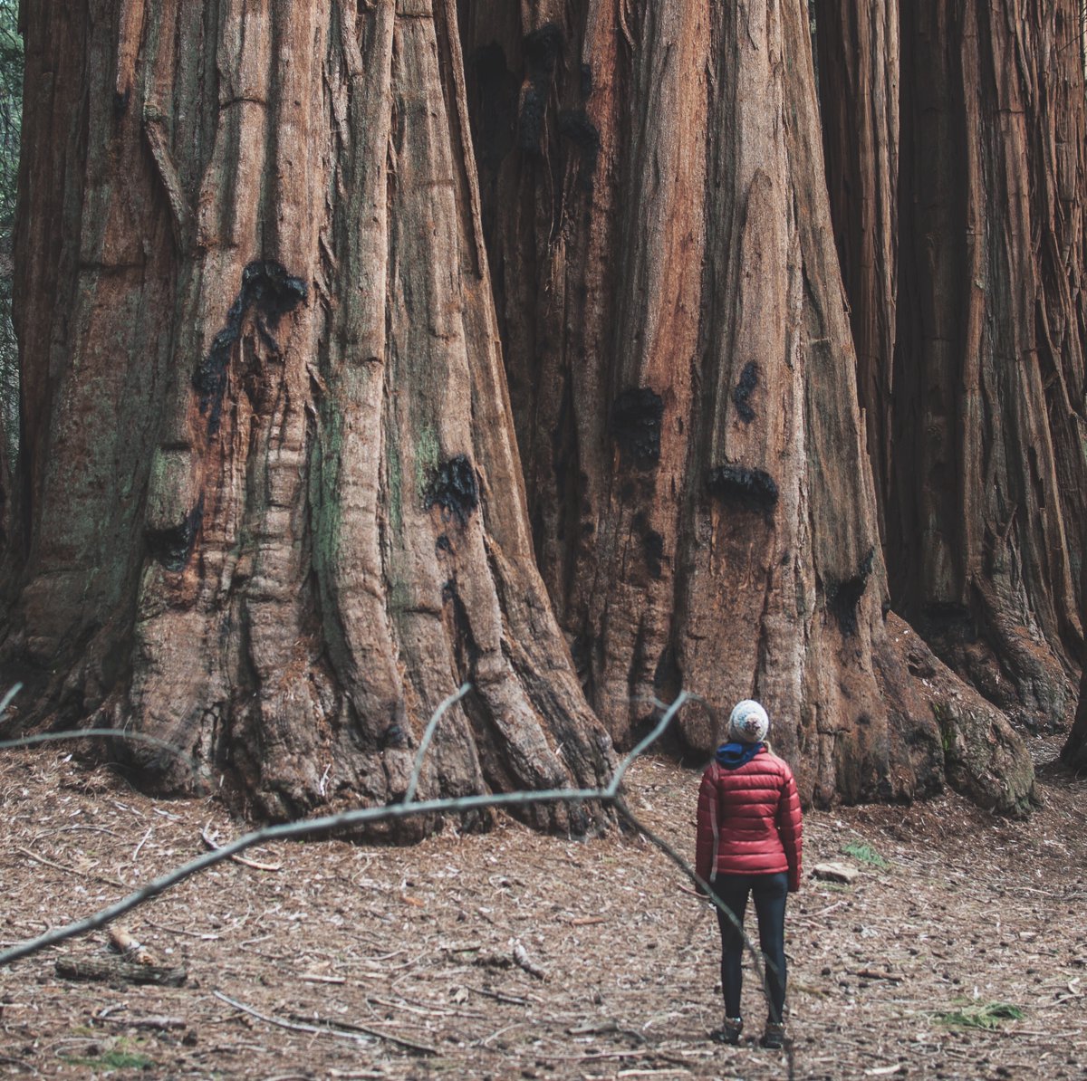 Celebrate the three-day weekend with a visit to a National Park you’ve never been!

📍Redwood National Park (just 30 miles from Red Lion Hotel Eureka! bit.ly/2Hzc47w)