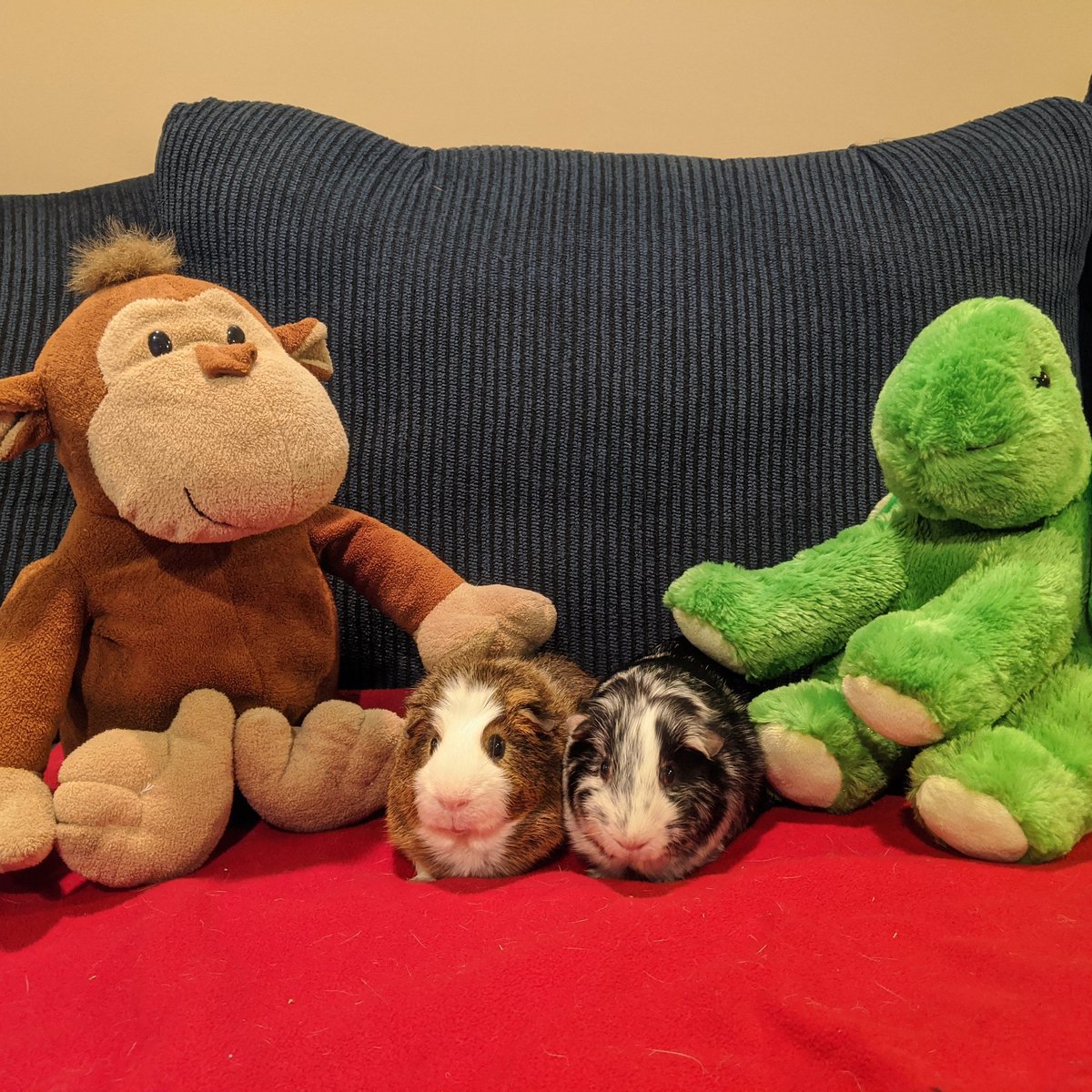 TurtleLJMonkey's tweet photo. Do something kind for yourself AND for someone else. #RandomActOfKindnessDay #stuffedanimaladventures #bestestfriends #BeKindDoGood https://t.co/9wlcDEx3z1