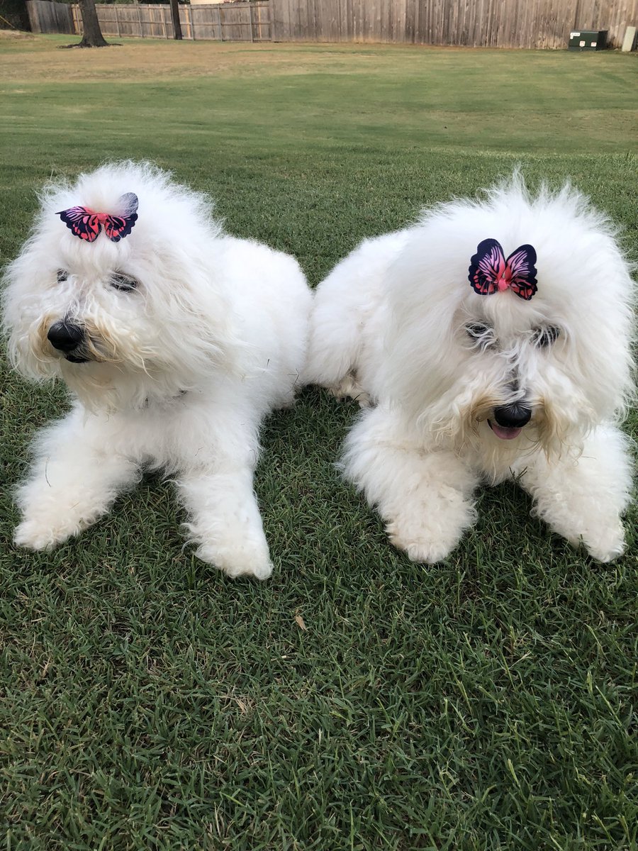 mpappas61's tweet photo. @FamilyMindedcom Our sweet Hungarian Puli’s https://t.co/YRC9TaJfr8