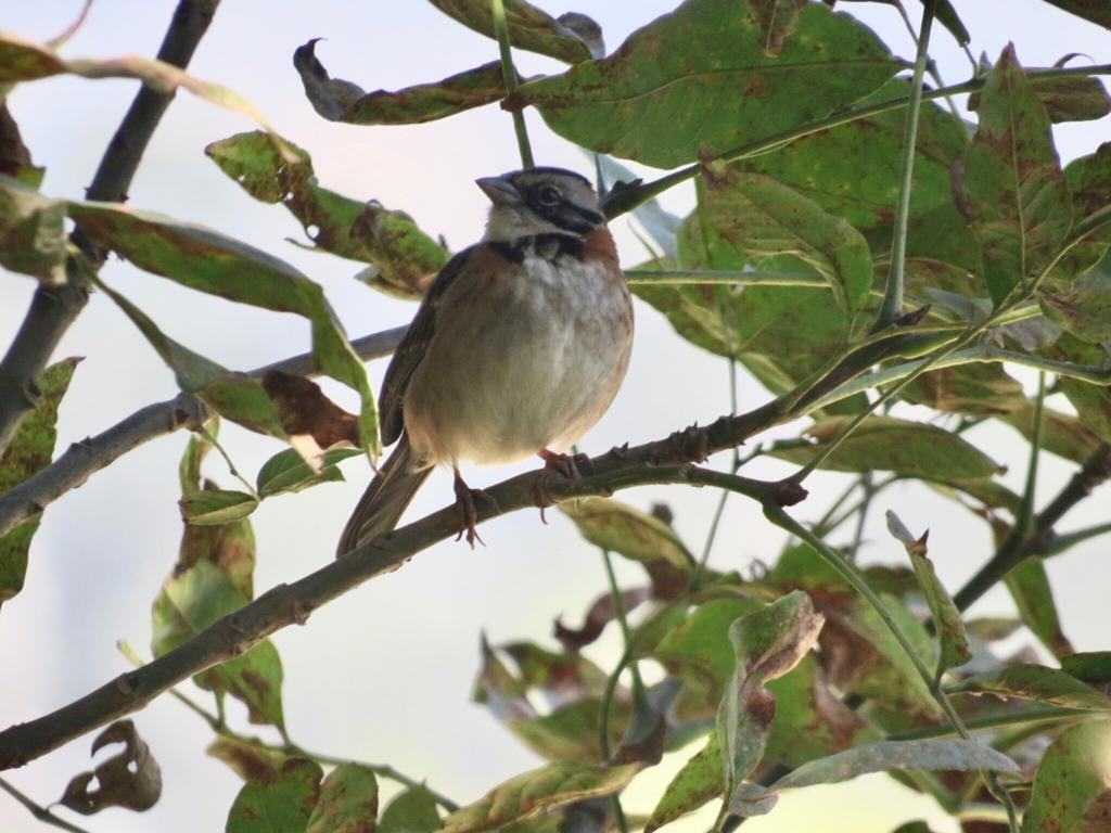 CorpoambienteDu's tweet photo. El Copetón (Zonotrichia capensis), el rey de los caminos. Siempre presente para alegrar nuestras mañanas. Agradeciendo por cada especie de nuestro planeta. 
#avesdecolombia #birds #birdsofcolombia https://t.co/M91xjiIkdM