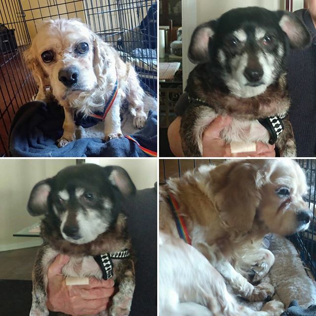 TailsDogRescue's tweet photo. Remember the 2 dogs that were relinquished to us at Adoptions two weeks ago? Here's an update on them. They both have a horrible case of bronchitis. The cocker was also badly matted and her nails were so long that they curled into her  paws and out again. It was so bad they … https://t.co/jfJ0CmdChq