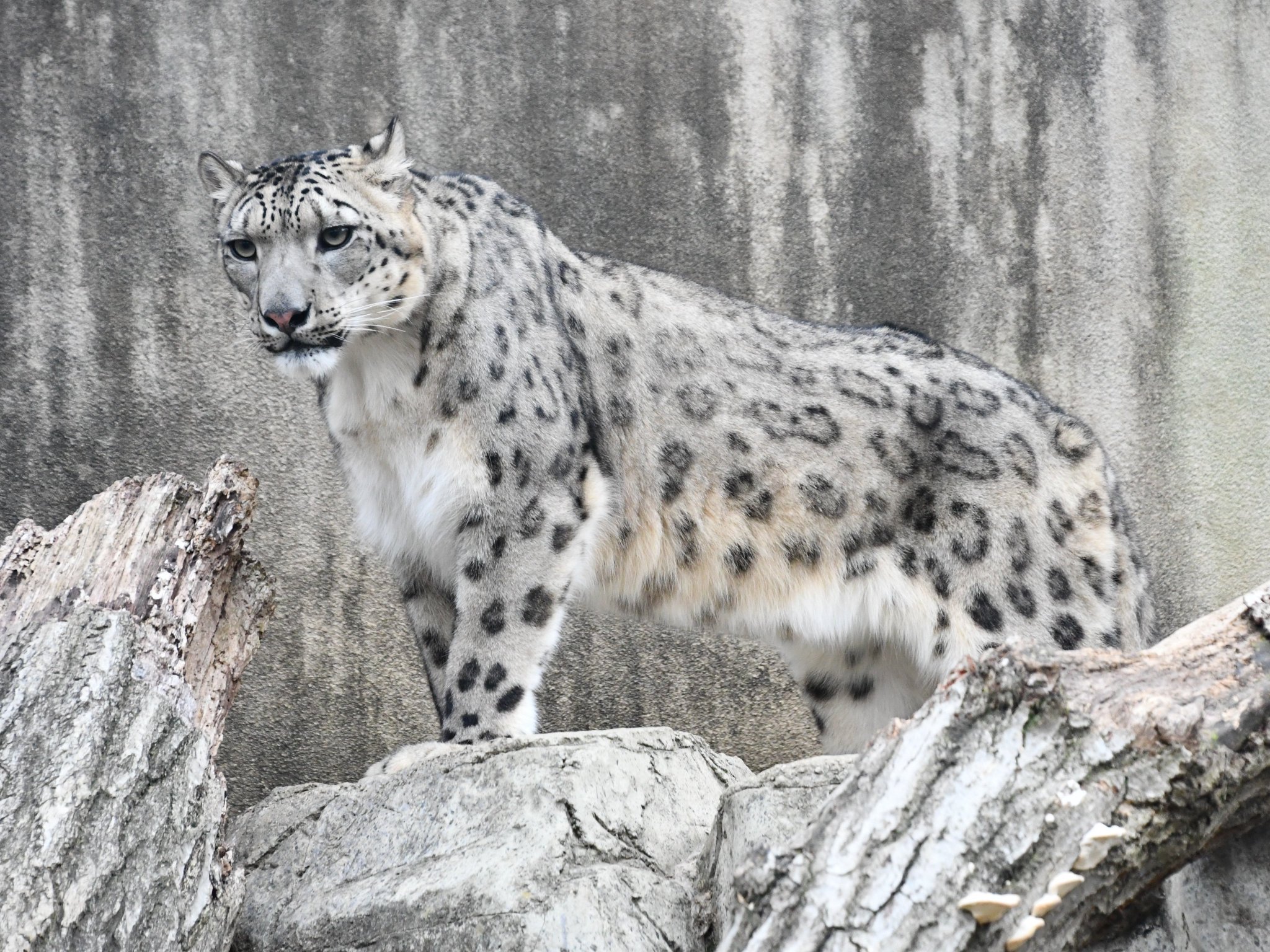 神戸市立王子動物園 公式 Sur Twitter 本日は寒いですね 雪が降る地域の方など ご注意ください 画像はユキヒョウのフブキ 寒いのは大得意です 神戸市 王子動物園 ユキヒョウ 神戸市立王子動物園 公式 Sur Twitter 本日は寒いですね 雪が降る地域の方など ご注意ください 画像はユキヒョウのフブキ 寒いのは大得意です 神戸市 王子動物園 ユキヒョウ