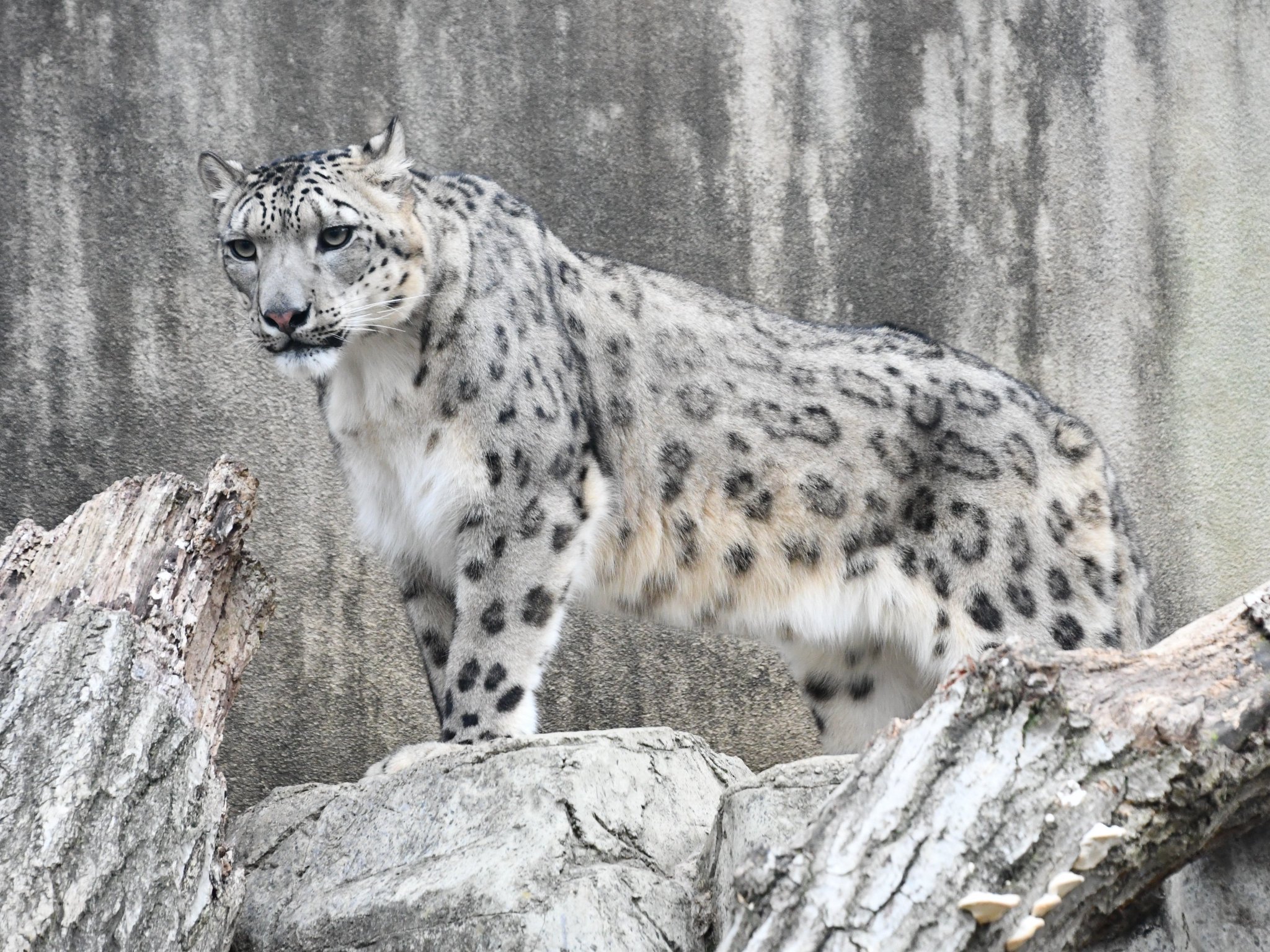 神戸市立王子動物園 公式 Sur Twitter 本日は寒いですね 雪が降る地域の方など ご注意ください 画像はユキヒョウのフブキ 寒いのは大得意です 神戸市 王子動物園 ユキヒョウ