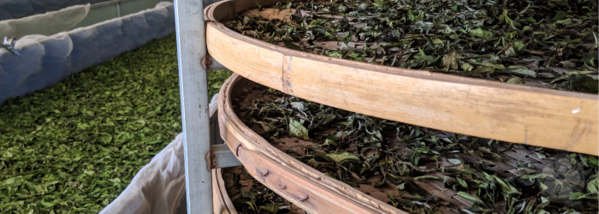 redblossomtea's tweet photo. Oxidation is a key part of the tea crafting process, but how exactly does it change the flavor of a tea? Learn more about flavor differences between oxidation levels at https://t.co/83Ce8Rtzdo. #oxidation #chinesetea #teacraft #natural #tradition https://t.co/fvCAVfbIjG
