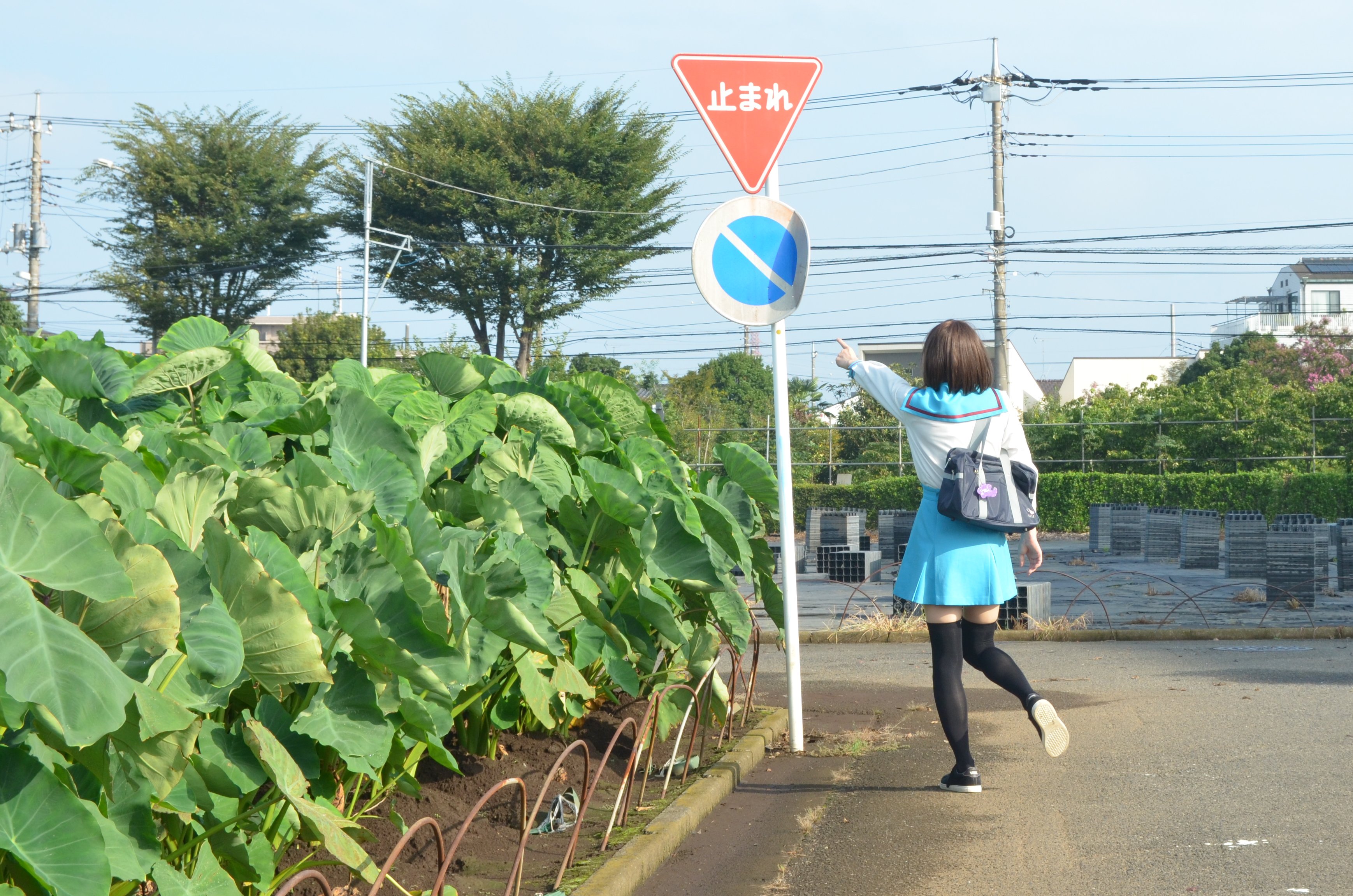 ななみ 涼宮ななみ 涼宮ハルヒの憂鬱 これを見た人は緑色の画像を貼れ 止まれ T Co Odlakjush2 Twitter