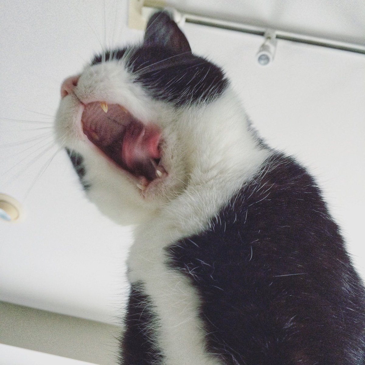 k8lovett's tweet photo. Catzilla ๐ฆ
#hungryface #roar #catattack https://t.co/m0ETjlCRdN