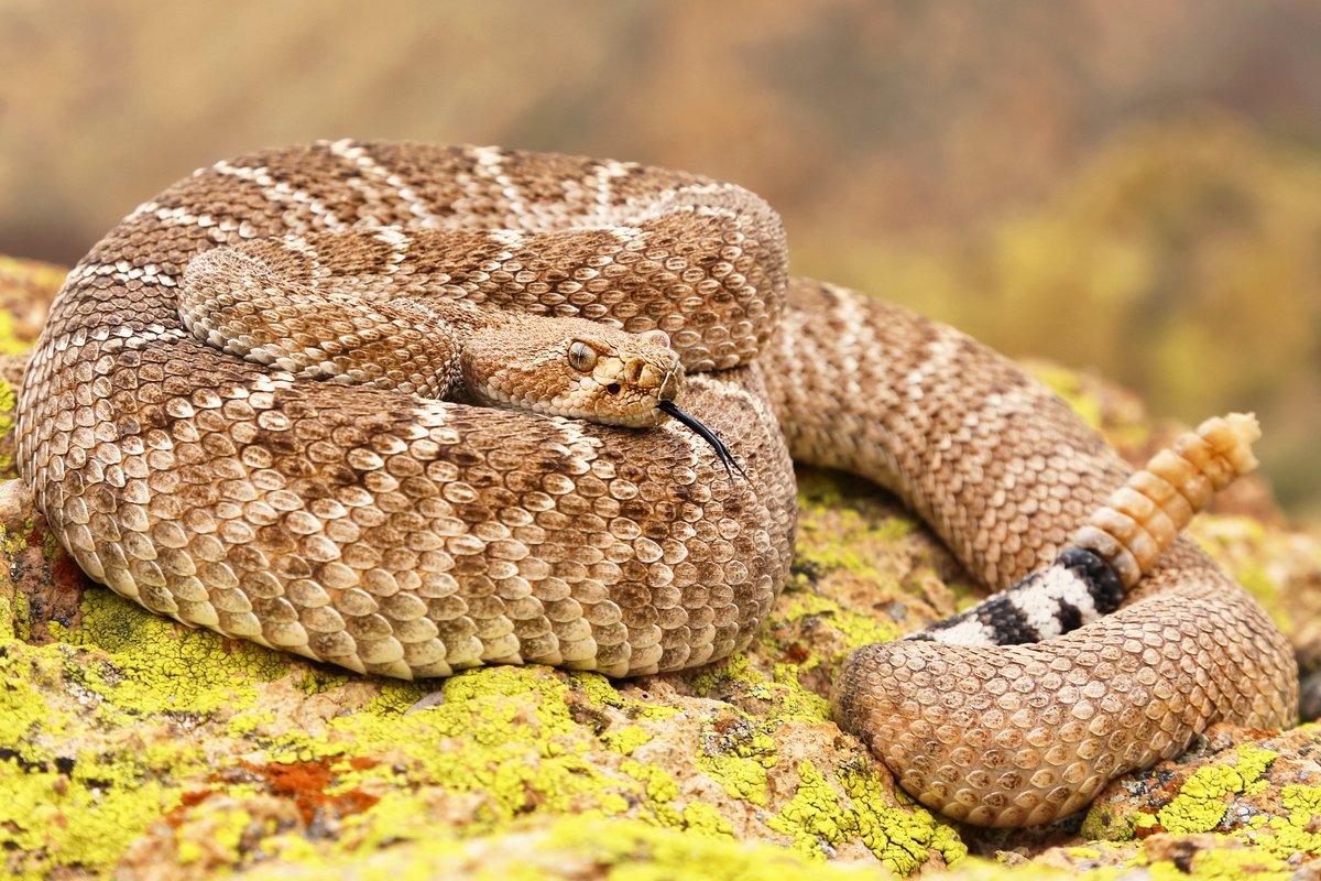 WatchdogPest's tweet photo. Arizona is home to over 50 species of snakes - check out our blog entry here - https://t.co/LsjJvT5VBw

#pest #pests #pestcontrol #pestcontrolservices #insect #insects #insectcontrol #snake #snakes #snakecontrol #snakephotography #snakephoto #rattlesnake #rattlesnakes https://t.co/xp1GuJplVw