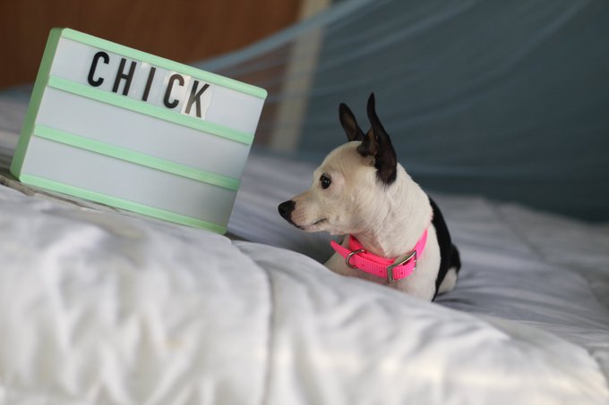 #dogsoftwitter https://t.co/qYAFbfyQjp<a href="/tag/dogsoftwitter"class="tags">#dogsoftwitter</a>
