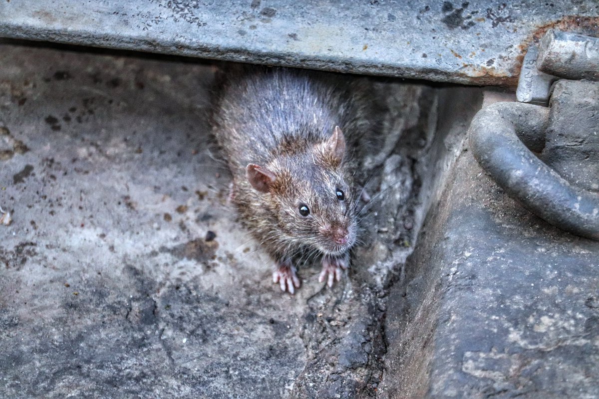 WatchdogPest's tweet photo. Check out our blog entry on how to get rid of rats here - https://t.co/3BZ1jVJuDt

#pest #pests #pestcontrol 
#pestsolutions #diypestcontrol #pestfree #pestfreehome #mouse #mice #mousecontrol #micecontrol #rodent #rodents #rodentcontrol 
#rat #rats #ratcontrol https://t.co/7N2Kib9Raf