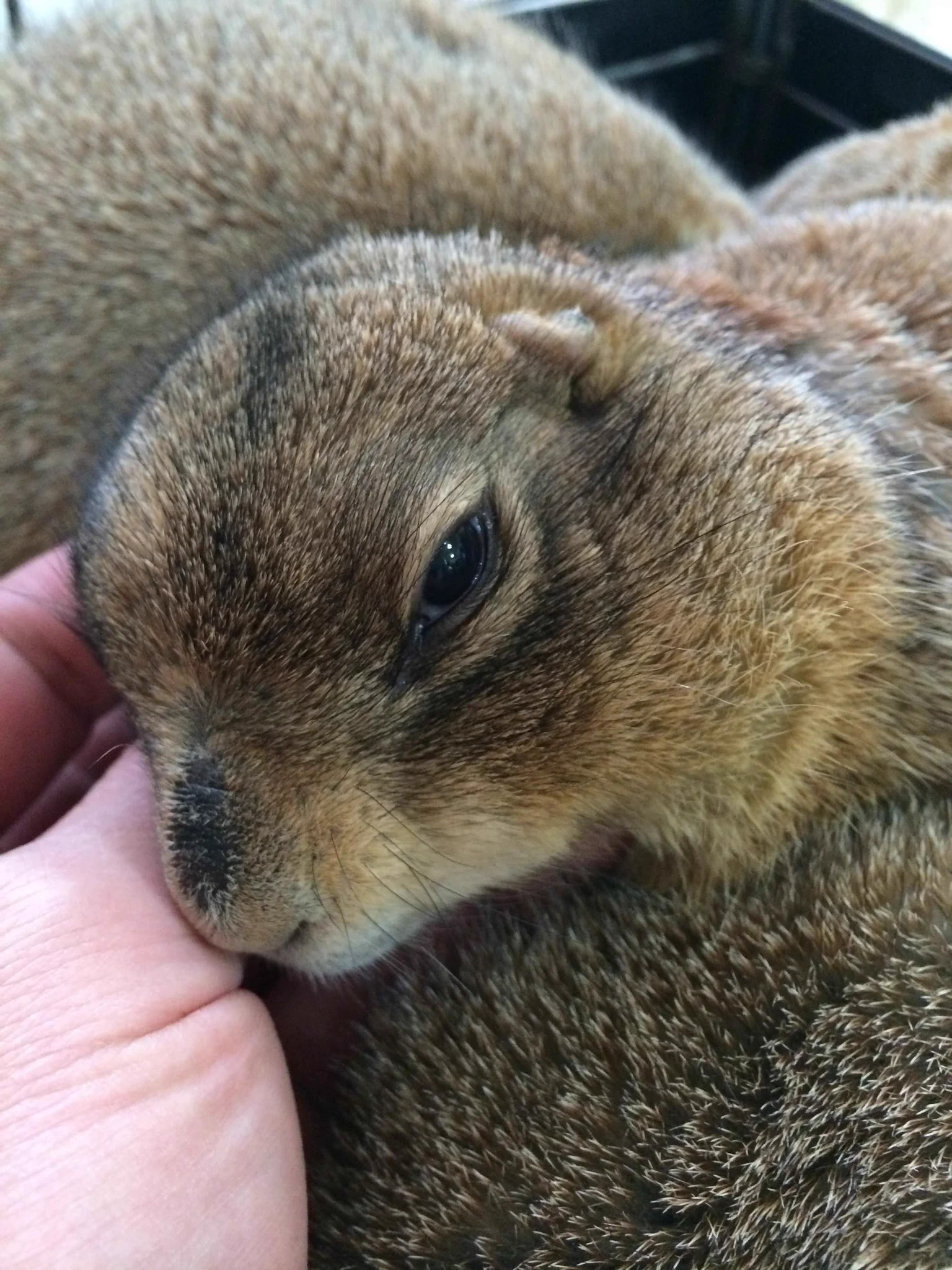 うちの仔たちも良くちゅっちゅっしていたな。  