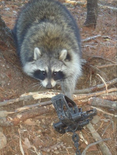 NHCART's tweet photo. Tomorrow Tues the 18th, public hearing on HB 1504 2pm room 307 LOB. The first step in banning trapping! Please support this bill! If you can't speak in support of it, you can just sign in favor of it. TY! #NHPolitics #BanTrapping #SupportHB1504 https://t.co/oD7623DXYN