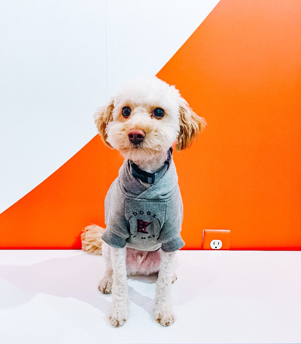 dogsofmsp's tweet photo. Sweater weather mood. π§‘ πΈ:@marty_byrd_b #dogsofmsp #dogsofmspstyle Shop π β‘οΈ https://t.co/VHNg6aVEsF https://t.co/xpbnAAqoeX