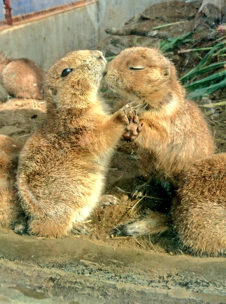 前に動物園で見たプレーリードッグたち✨
1列に並んで寝てるの可愛かった😂💕  