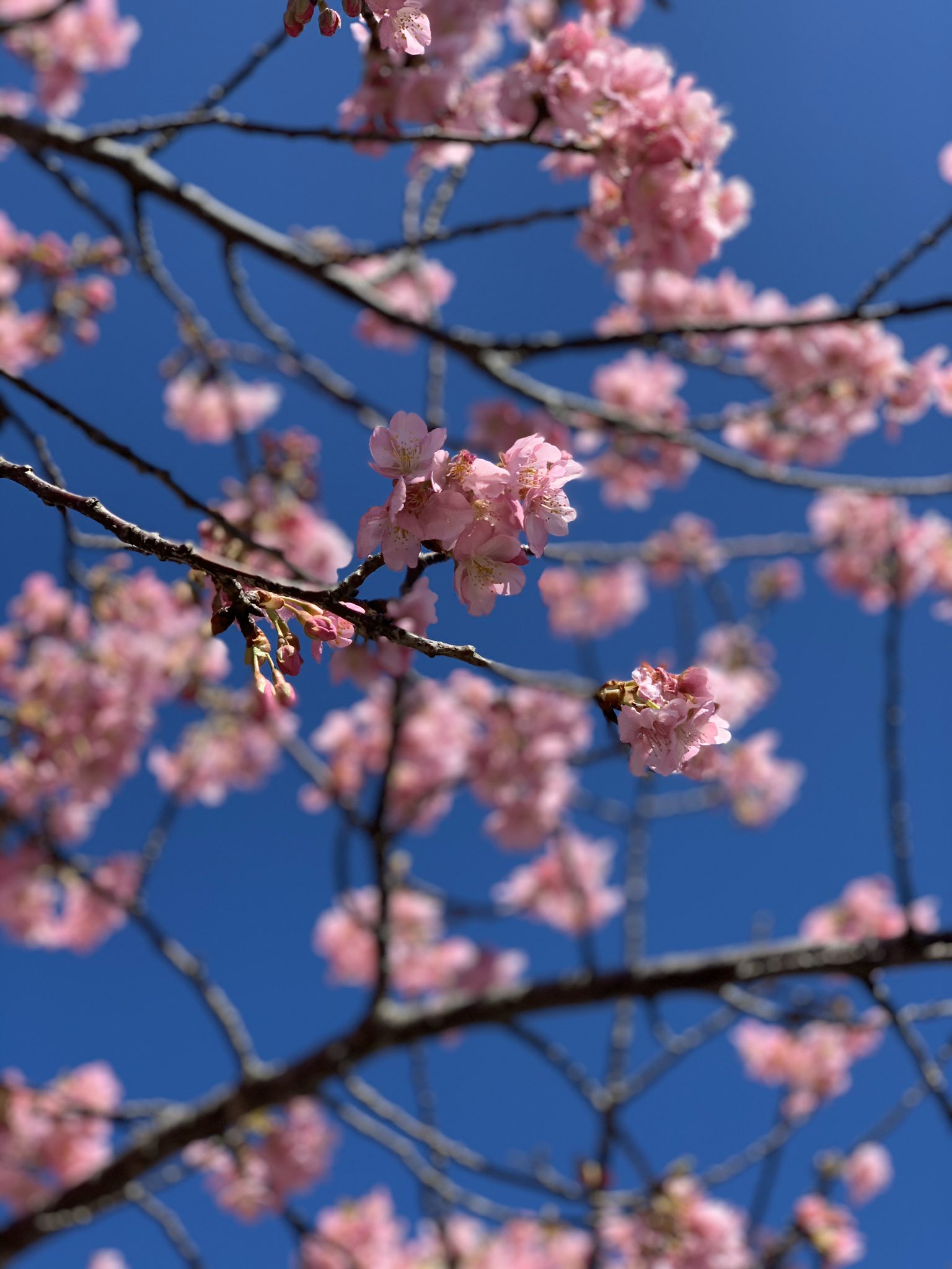 しらこ温泉桜祭り Twitter Search Twitter