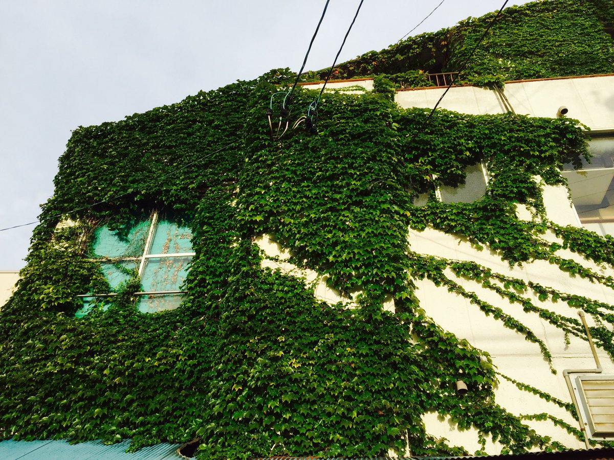M T 私が見つけた壁面緑化はこれかな それにしても蔦の繁殖力は凄い 壁面緑化 路上観察 蔦 蔦屋