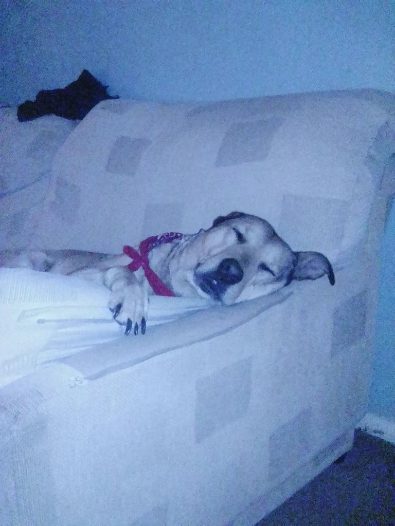 Chrismullin79's tweet photo. @rickygervais give my dog , Holly a shout out Ricky! To afraid to go out for a walk since November because of stupid fkin fireworks! ..needs doggy shrink ! #legend https://t.co/GR8LTq5r95