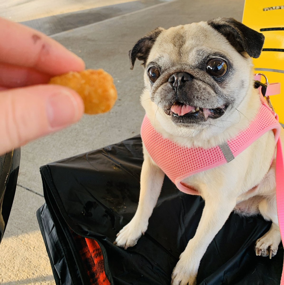 EmilyRomano's tweet photo. Nice weather calls for Sonic Dinner Dates 💞☀️🐾 https://t.co/uePB5MR3Mp